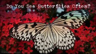 Butterflies are Spiritual Messengers, Here's What They Mean for You