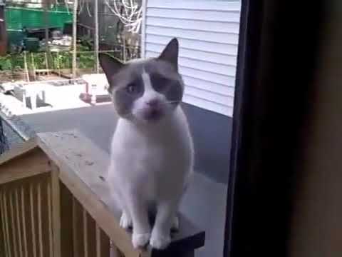 Копия видео "Funny animals"