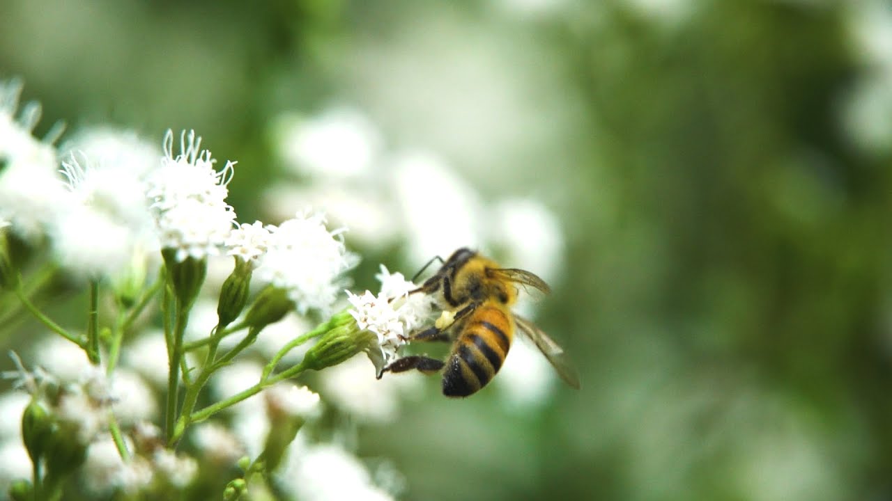 Nature & Wildlife Documentary