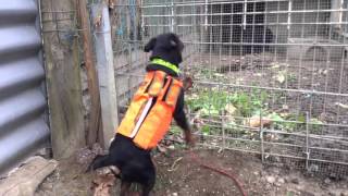 Jagd Terrier En Action Sur Cochon