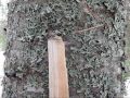 Balsam fir gum fire with ant dust and lichen wick
