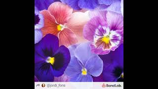 Mouh Tiamo- The Perfect Purple Violet Par Jordi Fons Clip Video