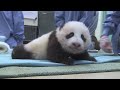 First Steps! San Diego Zoo Panda Cub 9th exam