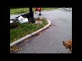 Black mouth cur dog treeing a squirrel in New York City