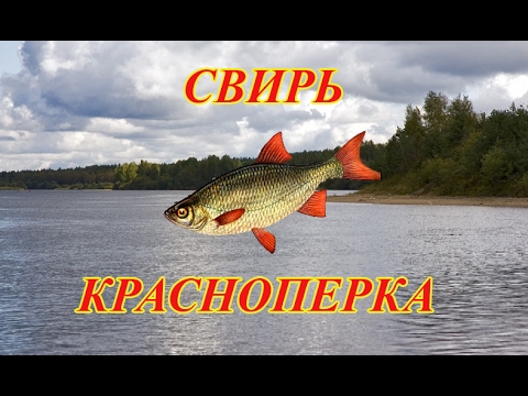 рыбалка 3 свирь карась золотой рыбалка 3 свирь карась золотой