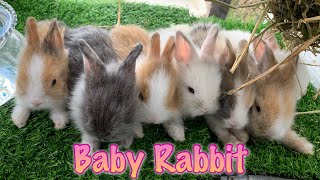 Cute bunny playing around || Anak arnab comel bermain2