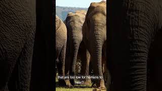 Infrasonic Sounds Of Elephnats