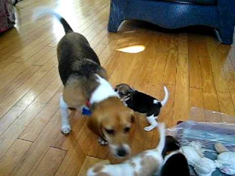 Beagle Puppies Playing with Mom