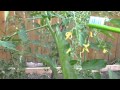 Helping your tomato plants