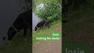 Josie Looking For Ducks