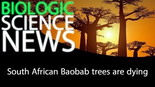 Science News - South African Baobab trees are dying