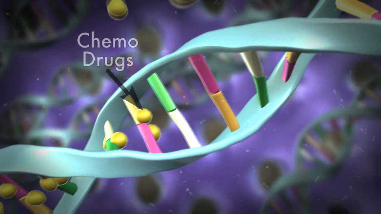 How Cells Divide and How Chemotherapy Works - YouTube