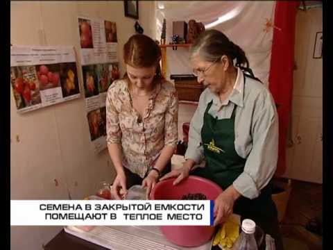 Подготовка семян к посеву – советы дачницы (Самарская область)