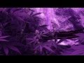 Nirvana Seeds - New Purple Power - Day 14 Flower