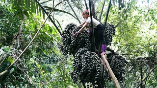 Harvesting Forest Fruits Go To Market Sell, How To Make Mixed Tea