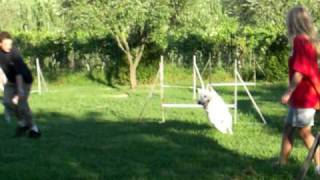Elura Of Trebon Bbs Entrainement Agility, Nouveau Parcour 15 Obstacles
