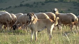 Ayi Boğan Kangal Efsanesi̇ Gerçek Çikti Vi̇deo Kanitli - Kurtçu Kangal Çoban Köpekleri̇ Ve Boz Ayi