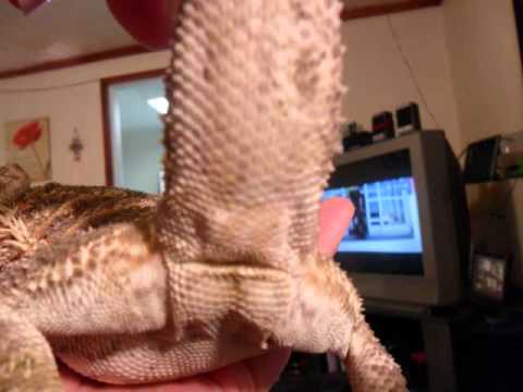 what sex is my bearded dragon what sex is my bearded dragon