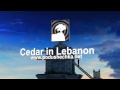 Репутация и авторитет компании "Кедр на Ливане"