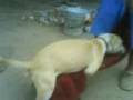 gohan pitbull