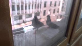 O Pombo E A Pomba ... Ralou Peito... Vazou