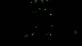 Leaf Petals Black Screen Overlay For Editing