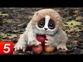Top 10 CUTE Animals That Can KILL You
