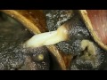 snails