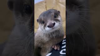 Adorable Innocent Otter