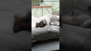Erva-de-gato