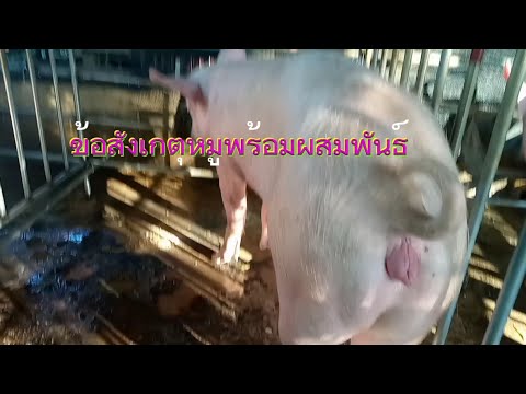 หมูพร้อมทับมีวิธีสังเกตุดังนี้จ้า