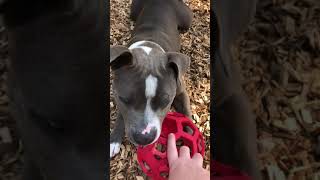 Sweet Pearl Looking For Her Forever Home.