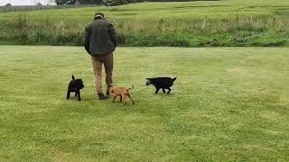 The Scottish Countrymans Hungarian Vizsla Puppy