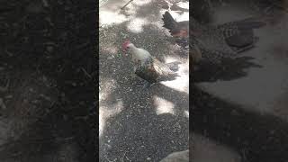 Rooster Crowning