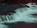 Sockeye salmon going upstream