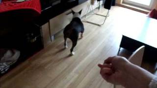 Bull Terrier Playing