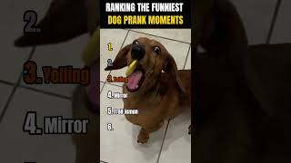 Ranking The Funniest Dog Prank Moments Part 2
