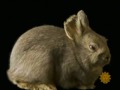 Capturing America's Endangered Species