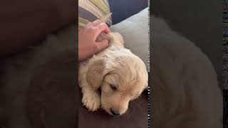 My Puppy Crush English Dendoodles 5-2019 Summer Girl Pink