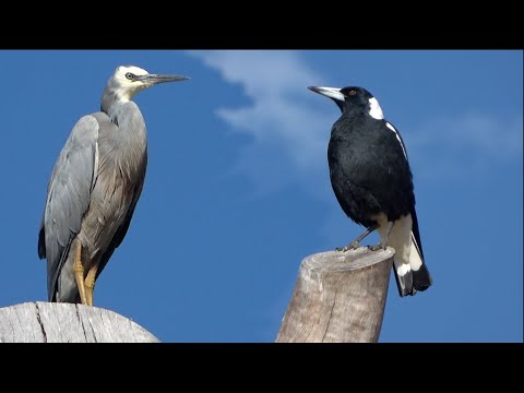 Australian Magpies and the White-faced Heron