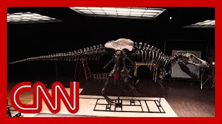Stan The Dinosaur Has A New Home In Abu Dhabi