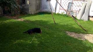 Kittens Playing With Jagdterrier