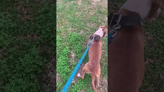 We Love Apbts Over Here Real Working Dogs