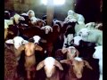 Funniest goats ever