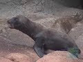 Baby Sea Lion at the Bronx Zoo