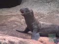 Baby Sea Lion at the Bronx Zoo
