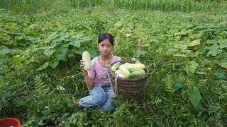 Poor Girl. Harvest Cucumbers And Cassava To Sell In The Village