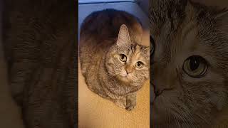 Captivating Cat Chronicles Mysterious Feline Behavior Exposed