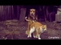 DÜNYANIN EN KOMİK KEDİ VİDEOLARI - Film Yorum