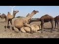 Kharai camel mating (Kutch-Gujarat)